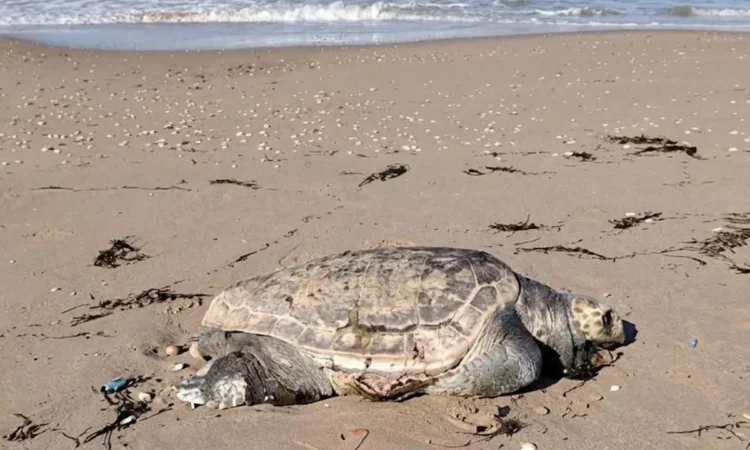 Carcassa di tartaruga marina sulla spiaggia di Passo Marinaro a Ragusa