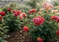 rose in giardino curate con tecniche naturali e terreno fertile