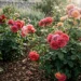 rose in giardino curate con tecniche naturali e terreno fertile