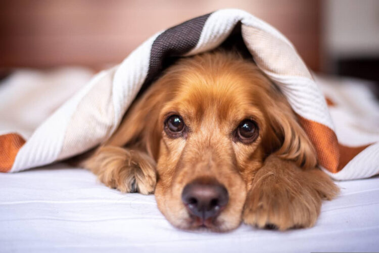 Sicilia randagismo legge con centro veterinario comunale