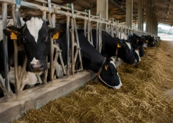 Vacche da latte in un allevamento della provincia di Ragusa durante l'alimentazione nella stalla