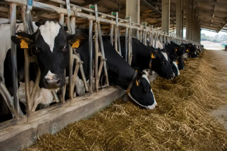 Vacche da latte in un allevamento della provincia di Ragusa durante l'alimentazione nella stalla