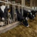 Vacche da latte in un allevamento della provincia di Ragusa durante l'alimentazione nella stalla
