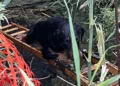 Cagnolino salvato da una cisterna a Scicli
