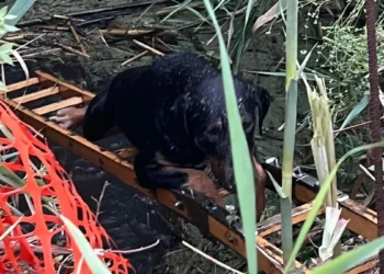 Cagnolino salvato da una cisterna a Scicli