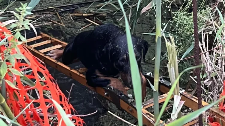 Cagnolino salvato da una cisterna a Scicli