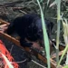 Cagnolino salvato da una cisterna a Scicli