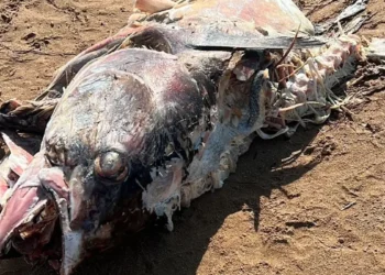 Carcassa di un grosso pesce in avanzato stato di decomposizione rinvenuta sulla spiaggia di Scoglitti