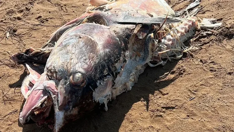 Carcassa di un grosso pesce in avanzato stato di decomposizione rinvenuta sulla spiaggia di Scoglitti