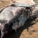 Carcassa di un grosso pesce in avanzato stato di decomposizione rinvenuta sulla spiaggia di Scoglitti