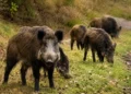 Branco di cinghiali al pascolo in un'area erbosa, immagine rappresentativa dell'emergenza fauna selvatica in Sicilia.