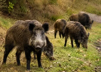 Branco di cinghiali al pascolo in un'area erbosa, immagine rappresentativa dell'emergenza fauna selvatica in Sicilia.