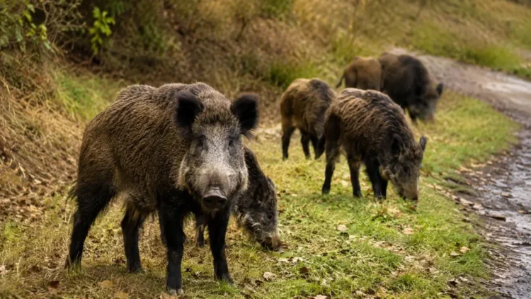 Branco di cinghiali al pascolo in un'area erbosa, immagine rappresentativa dell'emergenza fauna selvatica in Sicilia.