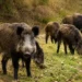 Branco di cinghiali al pascolo in un'area erbosa, immagine rappresentativa dell'emergenza fauna selvatica in Sicilia.