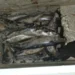 Polizia Locale di Comiso sequestra market abusivo in centro storico