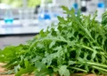 Mazzo di rucola fotografata in un contesto che richiama la ricerca sul metabolismo