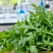 Mazzo di rucola fotografata in un contesto che richiama la ricerca sul metabolismo