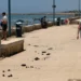 Deiezioni di cavallo sul lungomare di Donnalucata, lungo il percorso che costeggia la spiaggia di Scicli
