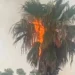 Fulmine incendia una palma a Vittoria durante il maltempo