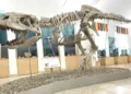 Scheletro di Tarbosauro esposto al Museo Civico di Storia Naturale di Comiso durante la mostra sui dinosauri