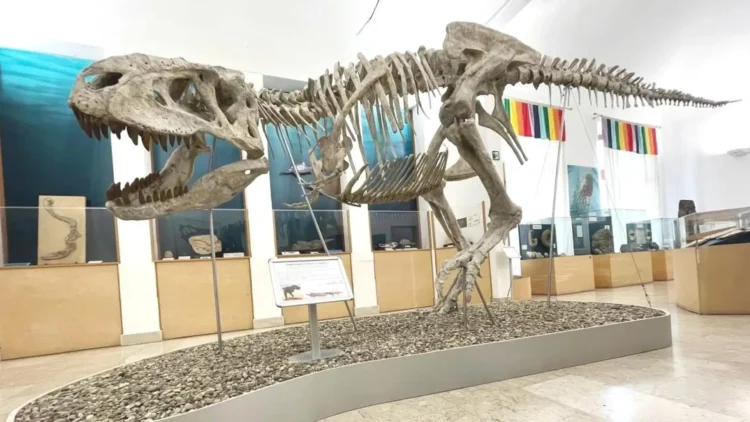 Scheletro di Tarbosauro esposto al Museo Civico di Storia Naturale di Comiso durante la mostra sui dinosauri