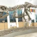 Scheletro di Tarbosauro esposto al Museo Civico di Storia Naturale di Comiso durante la mostra sui dinosauri