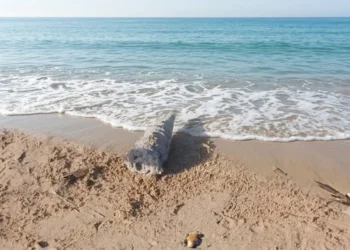 Ordigno bellico a Pozzallo: divieti fino alla bonifica