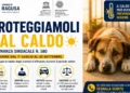 Ragusa, ordinanza contro il caldo: nuove regole per proteggere gli animali domestici