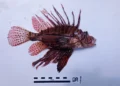 Pesce scorpione avvistato nei fondali di Punta Secca, provincia di Ragusa