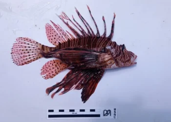 Pesce scorpione avvistato nei fondali di Punta Secca, provincia di Ragusa