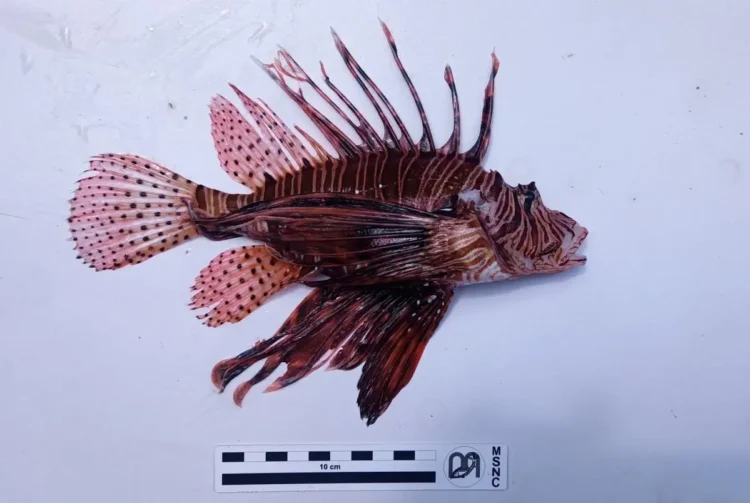 Pesce scorpione avvistato nei fondali di Punta Secca, provincia di Ragusa