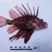 Pesce scorpione avvistato nei fondali di Punta Secca, provincia di Ragusa