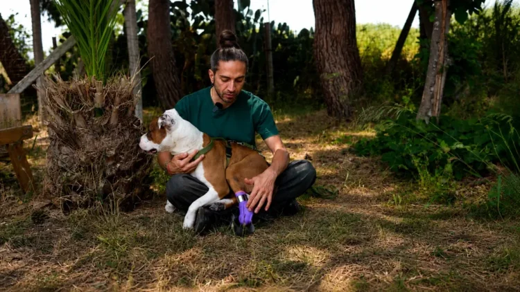 Il tecnico ortopedico Pietro Di Falco accarezza la pitbull Kim mostrando la protesi in TPU viola stampata in 3D applicata alla zampa posteriore sinistra, nel giardino del canile di Chiaramonte Gulfi