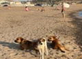 Spiaggia di Riviera Kamarina a Scoglitti con segnalazioni di cani liberi