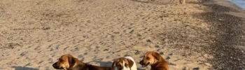 Spiaggia di Riviera Kamarina a Scoglitti con segnalazioni di cani liberi