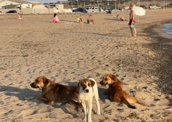 Spiaggia di Riviera Kamarina a Scoglitti con segnalazioni di cani liberi