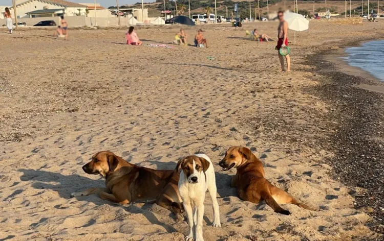 Spiaggia di Riviera Kamarina a Scoglitti con segnalazioni di cani liberi