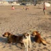 Spiaggia di Riviera Kamarina a Scoglitti con segnalazioni di cani liberi