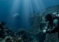 Squalo bianco nel Mediterraneo: avvistamento tra Sicilia e Tunisia