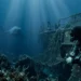 Squalo bianco nel Mediterraneo: avvistamento tra Sicilia e Tunisia