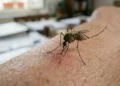 West Nile a Ragusa, immagine generata con IA sulla prevenzione