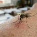 West Nile a Ragusa, immagine generata con IA sulla prevenzione