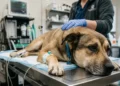 Cane meticcio ricoverato in clinica veterinaria dopo un grave trauma