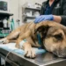 Cane meticcio ricoverato in clinica veterinaria dopo un grave trauma