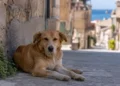 Cane fulvo di taglia media sdraiato sul selciato di un vicolo siciliano, con edifici storici e mare sullo sfondo