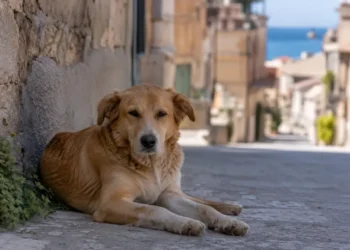 Cane fulvo di taglia media sdraiato sul selciato di un vicolo siciliano, con edifici storici e mare sullo sfondo