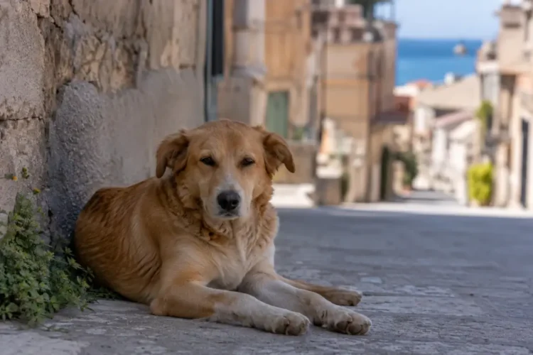 Cane fulvo di taglia media sdraiato sul selciato di un vicolo siciliano, con edifici storici e mare sullo sfondo
