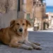 Cane fulvo di taglia media sdraiato sul selciato di un vicolo siciliano, con edifici storici e mare sullo sfondo