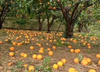 Agrumeto con numerose arance cadute a terra sotto gli alberi, immagine che documenta i danni provocati dal maltempo e dal ciclone in Sicilia