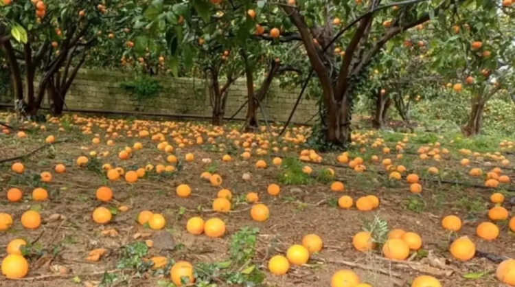 Agrumeto con numerose arance cadute a terra sotto gli alberi, immagine che documenta i danni provocati dal maltempo e dal ciclone in Sicilia